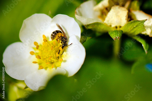 Wild bee collecting pollen in strawberry flower (Fragaria × ananassa)