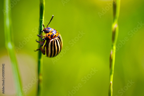 Potato beetle climbing on grass (Leptinotarsa decemlineata) photo