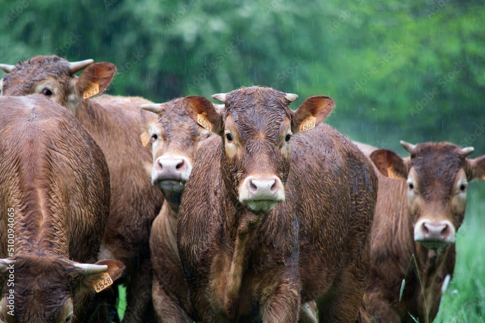 Fototapeta premium Vaches