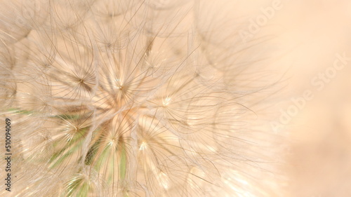 Pusteblume 