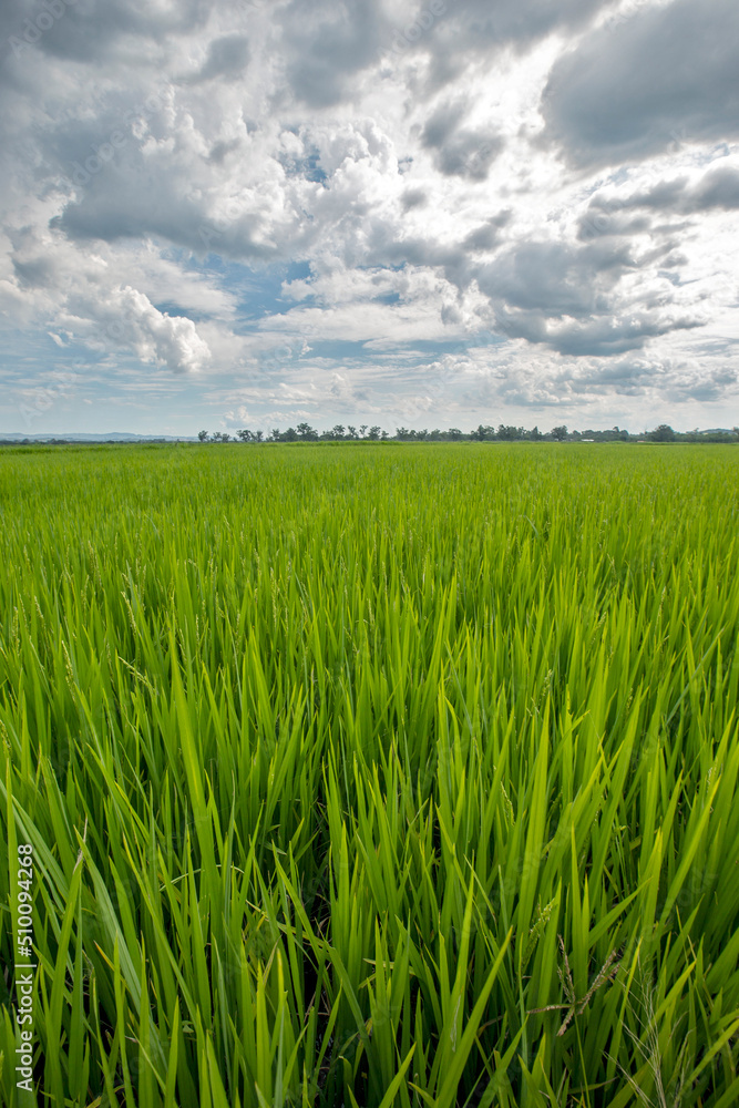Rice paddy under sky with rain clouds
