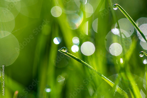 Close-up of green blades of grass with drops of dew or rain, on a green blurred background