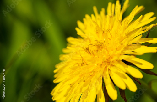 Spring flower yellow dandelion on green grass background.