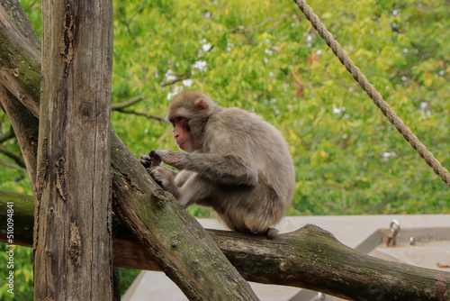 monkey deworming itself on a tree trunk in the zoo in summer © vir