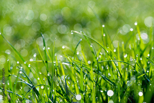 Morning dew, close-up. Dense lush green grass on the lawn after the rain.
