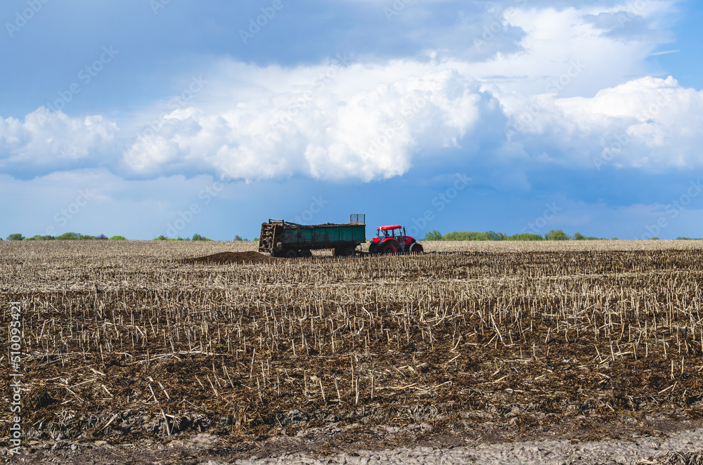 Fototapeta premium The tractor delivered the manure to the field and unloads the manure