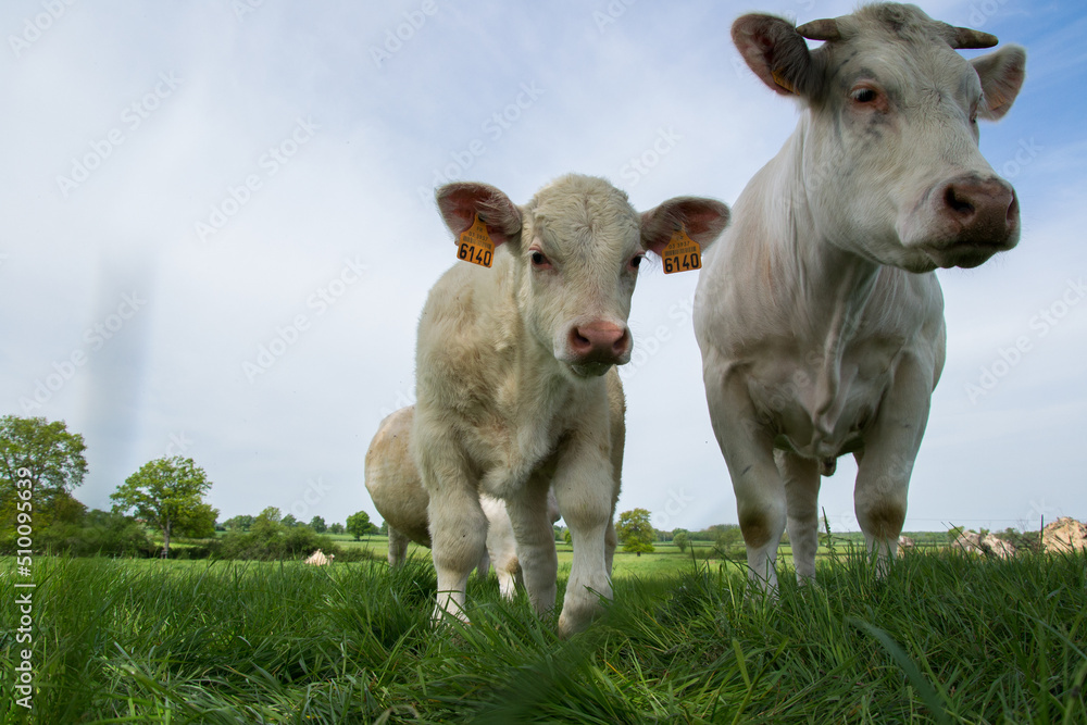 Obraz premium Vaches