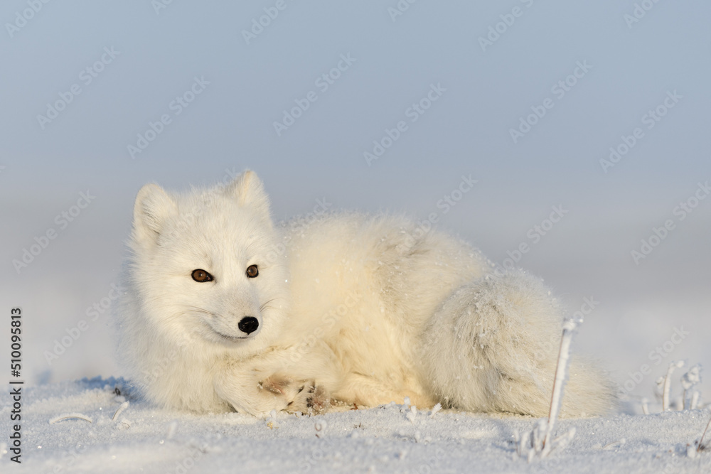 Obraz premium Wild arctic fox (Vulpes Lagopus) in tundra in winter time. White arctic fox lying. Sleeping in tundra.