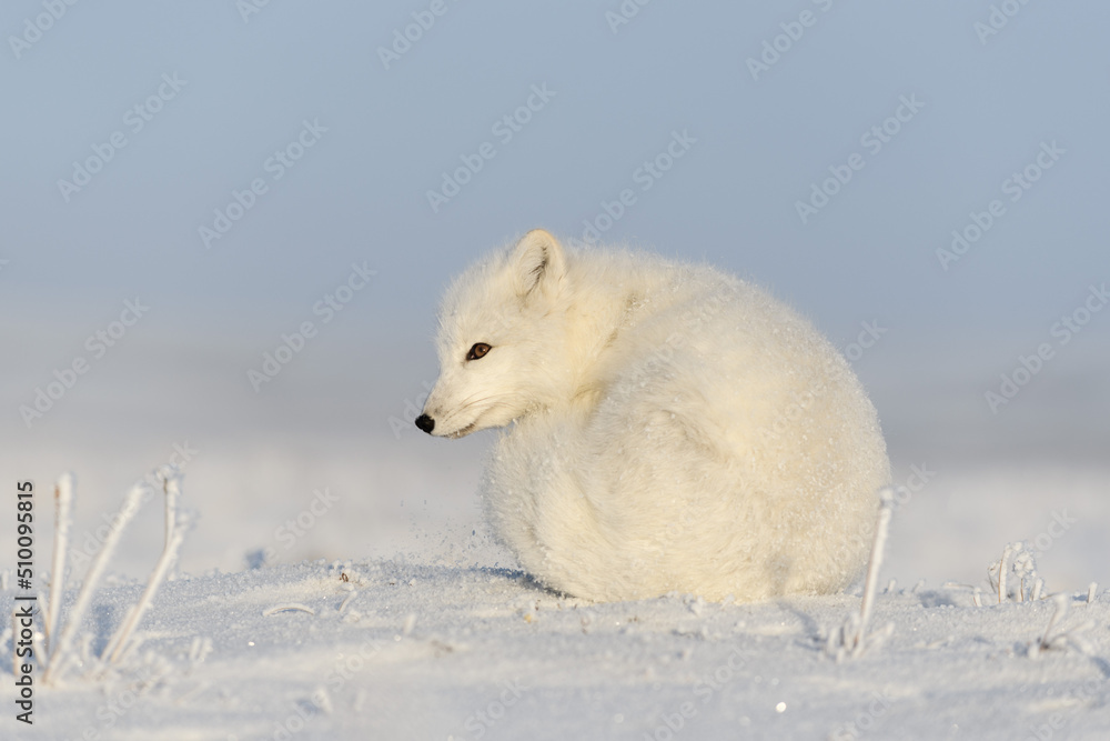 Wild arctic fox (Vulpes Lagopus) in tundra in winter time. White arctic fox lying. Sleeping in tundra. Wild arctic fox (Vulpes Lagopus) in tundra in winter time. White arctic fox lying. Sleeping in tundra.