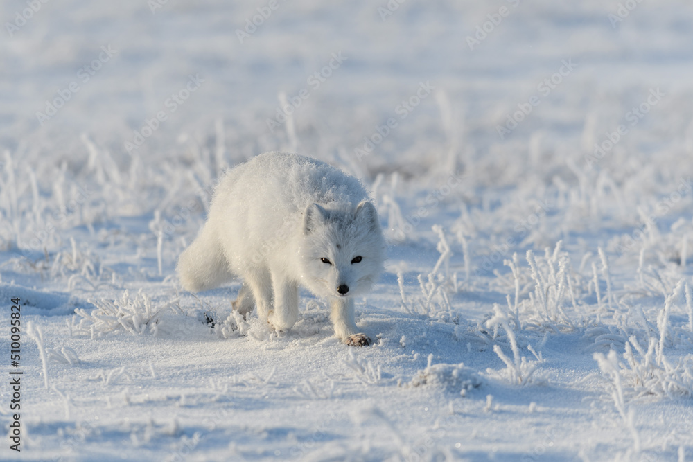 Wild arctic fox (Vulpes Lagopus) in tundra in winter time. White arctic fox. Wild arctic fox (Vulpes Lagopus) in tundra in winter time. White arctic fox.