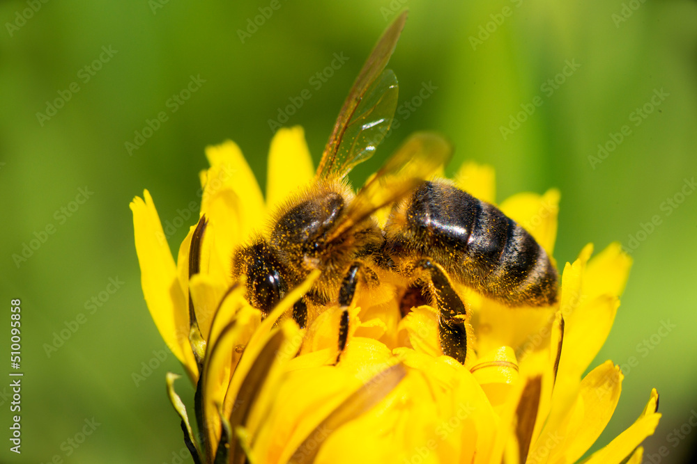 Close-up of a honey bee taking nectar on a spring yellow dandelion flower Close-up of a honey bee taking nectar on a spring yellow dandelion flower