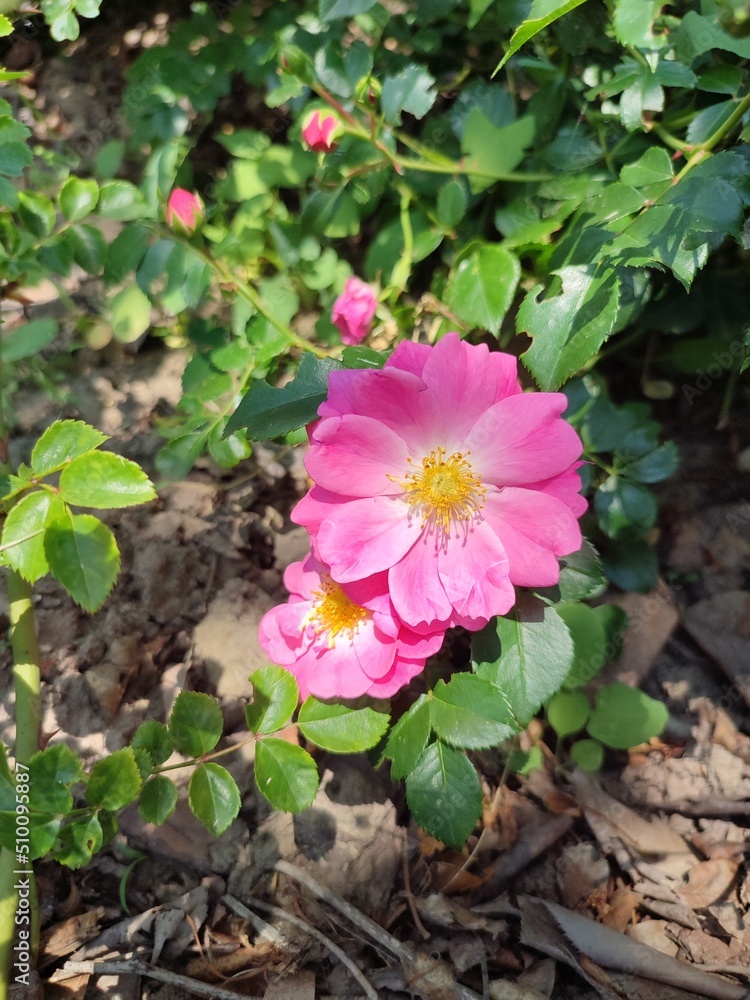 The photo shows raspberry-colored family rose bushes in the daytime. In abundance of leaves. Season spring, summer. Flowers at the peak of flowering. The photo shows raspberry-colored family rose bushes in the daytime. In abundance of leaves. Season spring, summer. Flowers at the peak of flowering.