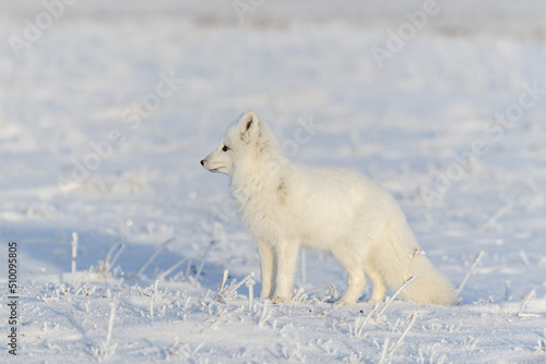 Wild arctic fox (Vulpes Lagopus) in tundra in winter time. White arctic fox.