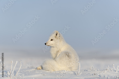 Wild arctic fox  Vulpes Lagopus  in tundra in winter time. White arctic fox lying. Sleeping in tundra.
