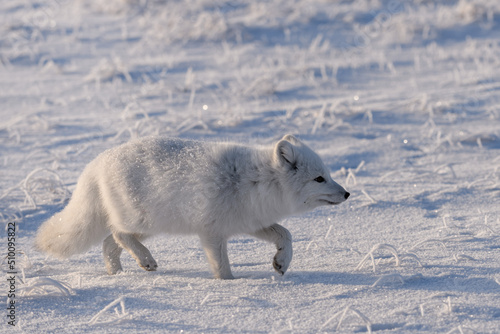 Wild arctic fox  Vulpes Lagopus  in tundra in winter time. White arctic fox.