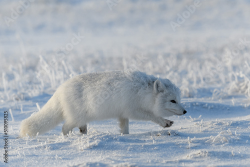 Wild arctic fox (Vulpes Lagopus) in tundra in winter time. White arctic fox.