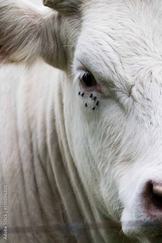 Vaches Vaches