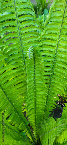 Shuttlecock-fern.Matteuccia spiral fern is a genus of ferns with one species  Matteuccia struthiopteris common names ostrich fern  fiddle fern.