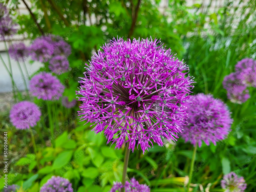 Purple flower decorative bow, close-up. The spherical allium flower can reach up to 15 centimeters in diameter. The concept of landscape design. Purple flower decorative bow, close-up. The spherical allium flower can reach up to 15 centimeters in diameter. The concept of landscape design.