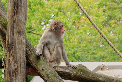monkey resting on a tree trunk in the zoo in summer