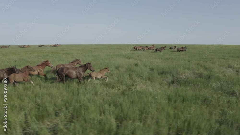 Wild Horses Running, Dust from under the hooves. Wild mustangs run on the beautiful green grass. Herd of horses, mustangs running on steppes aerial view. No color grading, 10 bit DJI DLog-M, 4K video Wild Horses Running, Dust from under the hooves. Wild mustangs run on the beautiful green grass. Herd of horses, mustangs running on steppes aerial view. No color grading, 10 bit DJI DLog-M, 4K video