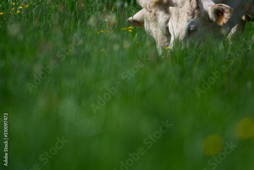 Fotografie Vaches