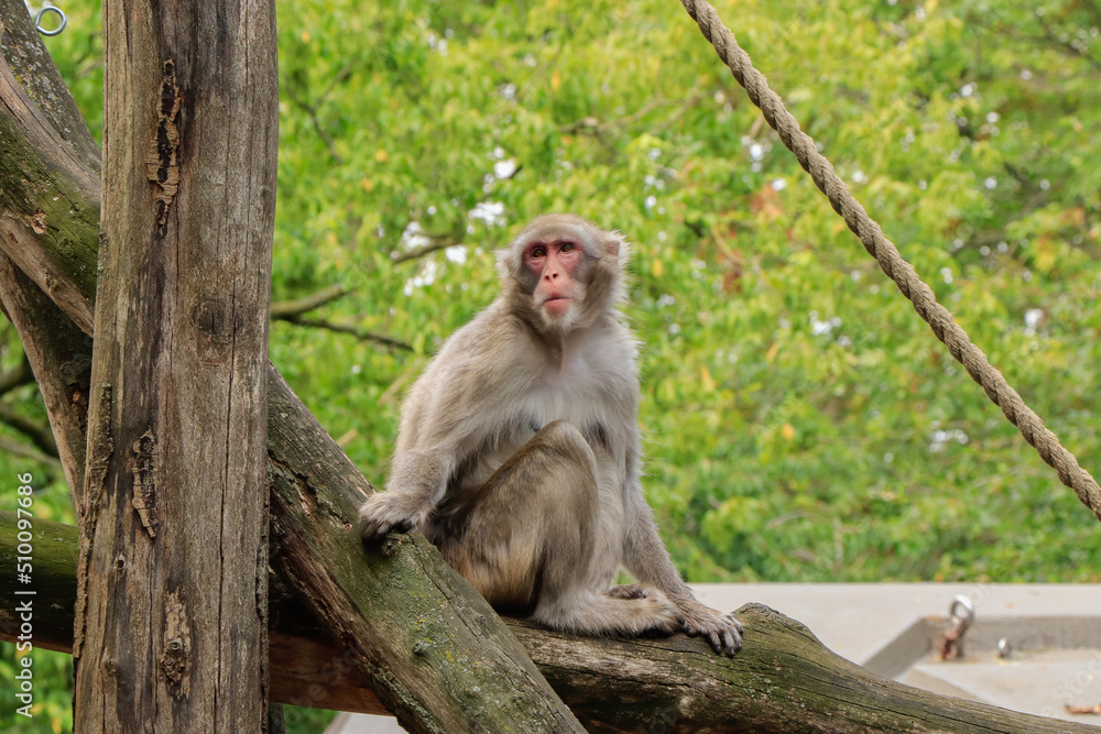 Fototapeta premium monkey resting on a tree trunk in the zoo in summer