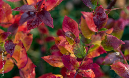 Blueberry plant. Red blueberry leaves are a sign of the upcoming fall. Red plant leaves with drops of dew.