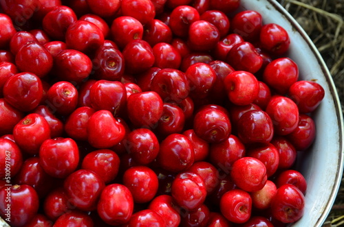 Freshly picked ripe cherries in a metal bowl.