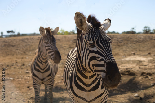 2 sch  ne Zebras in der Steppe 