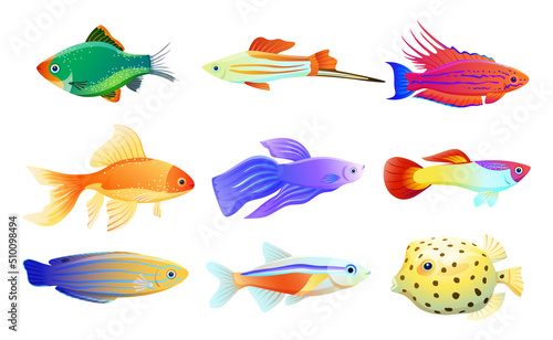 Common and rare different coloration and size aquarium inhabitant specie. Goldfish and tamarin wrasse, boxfish and tetra neon vector illustration.
