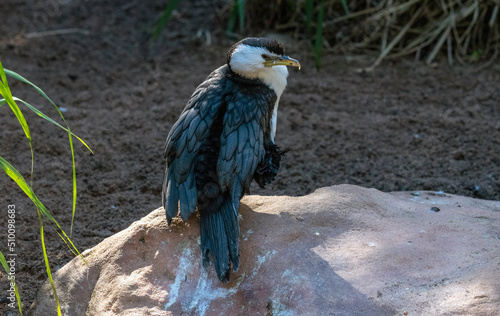 Little Pied Cormorant (Microcarbo melanoleucos) photo