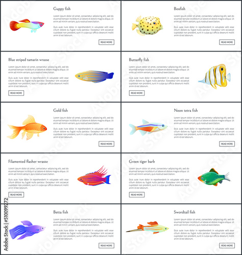 Marine fishes collection color vector illustration of boxfish guppy golden and neon tetra with colorful wrasses, isolated on white aquatic citizen set