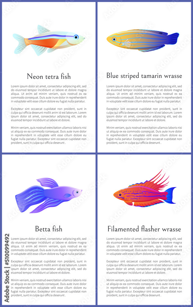 Betta and neon tetra fishes set isolated on white backdrop, blue