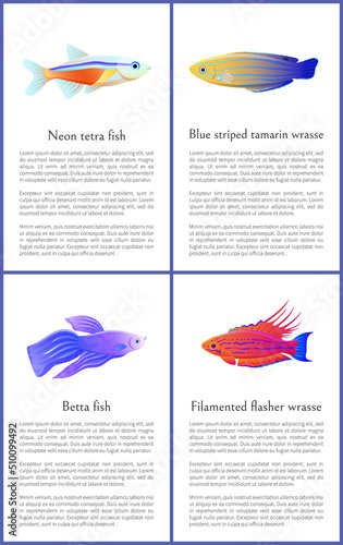 Betta and neon tetra fishes set isolated on white backdrop, blue striped tamarin with filamented flasher wrasse relative, color vector illustrations