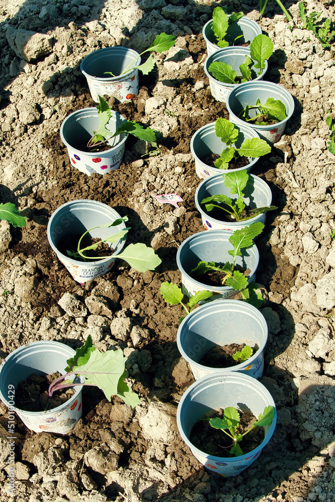 Seedlings are protected from the wind by plastic containers from which the bottom has been removed
Seedlings are protected from the wind by plastic containers from which the bottom has been removed
