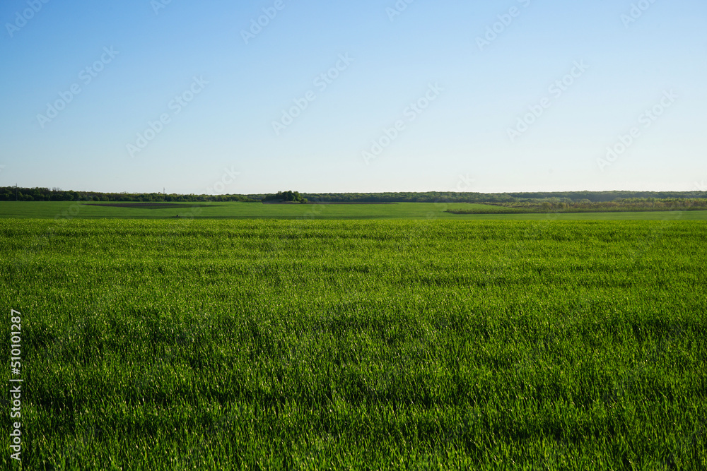 Agricultural field with young green wheat sprouts, bright spring landscape on a sunny day, blue sky background.