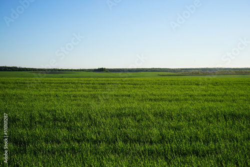 Agricultural field with young green wheat sprouts, bright spring landscape on a sunny day, blue sky background.