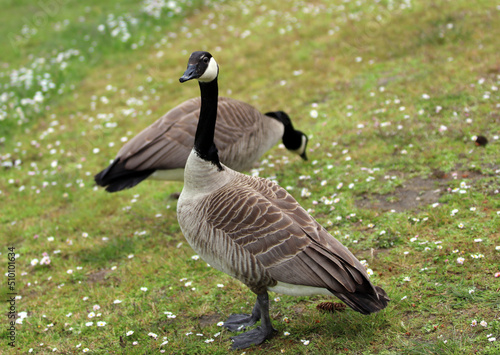 Wildlife Bird Nature