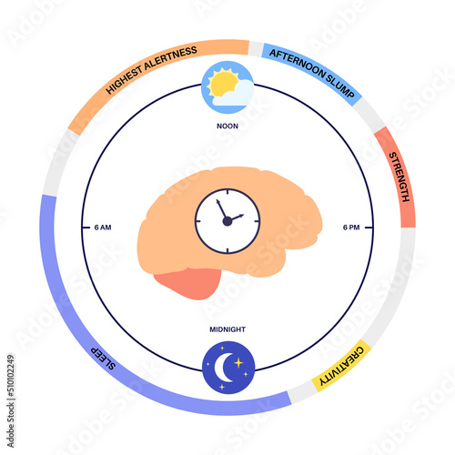 Sleep wake cycle