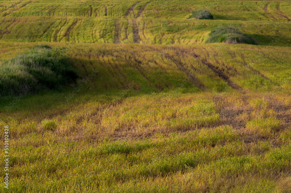 Obraz premium A beautiful green and yellow pasture with rolling hills at golden hour sunset