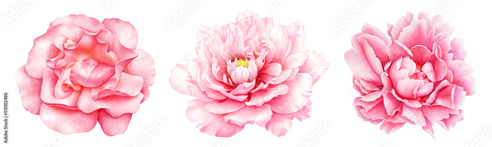 Collection of watercolor pink peony flowers