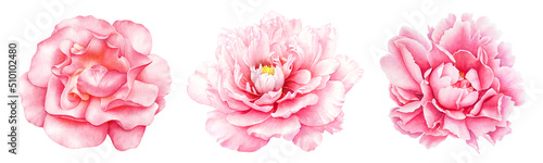 Collection of watercolor pink peony flowers
