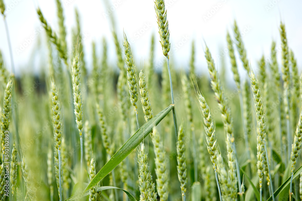agricultural field with young ears of wheat agricultural field with young ears of wheat