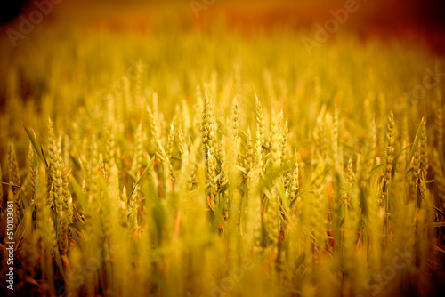 agricultural field with young ears of wheat
