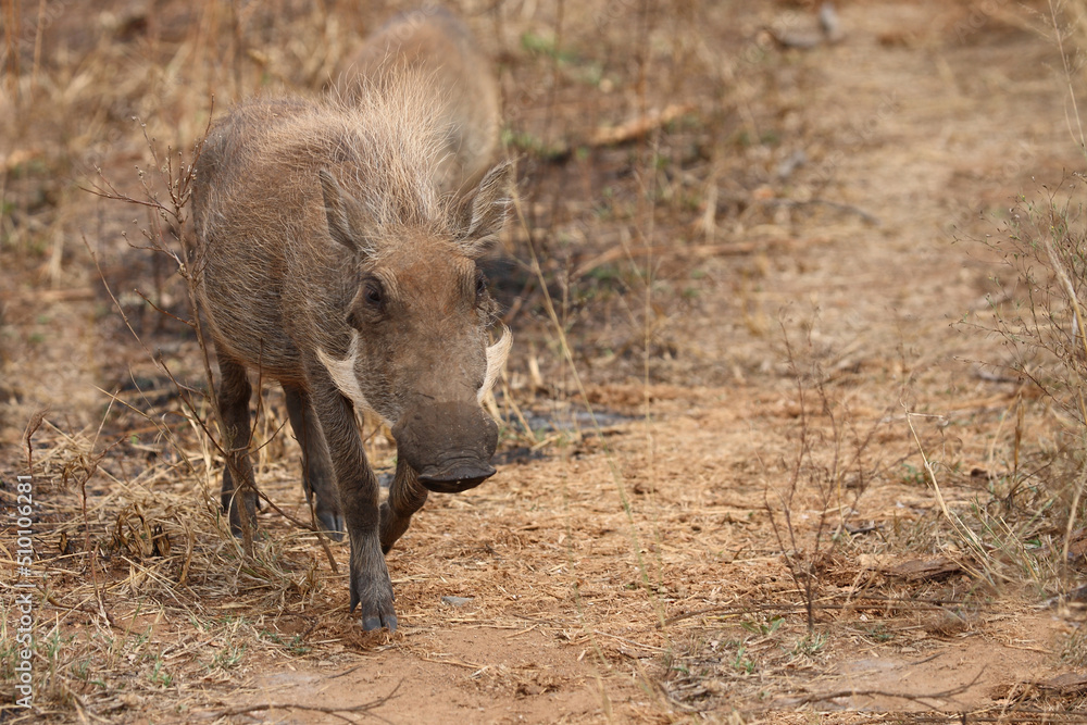 Warzenschwein / Warthog / Phacochoerus africanus