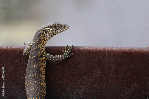 Nilwaran / Nile monitor / Varanus niloticus. photo