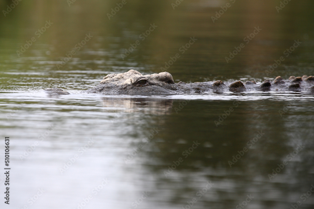 Nilkrokodil / Nile crocodile / Crocodylus niloticus Nilkrokodil / Nile crocodile / Crocodylus niloticus