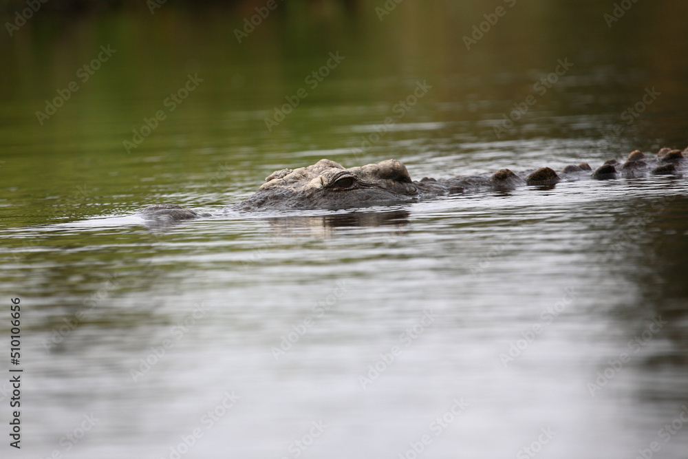 Nilkrokodil / Nile crocodile / Crocodylus niloticus Nilkrokodil / Nile crocodile / Crocodylus niloticus