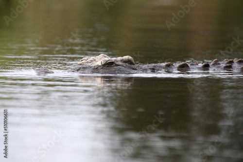 Nilkrokodil / Nile crocodile / Crocodylus niloticus